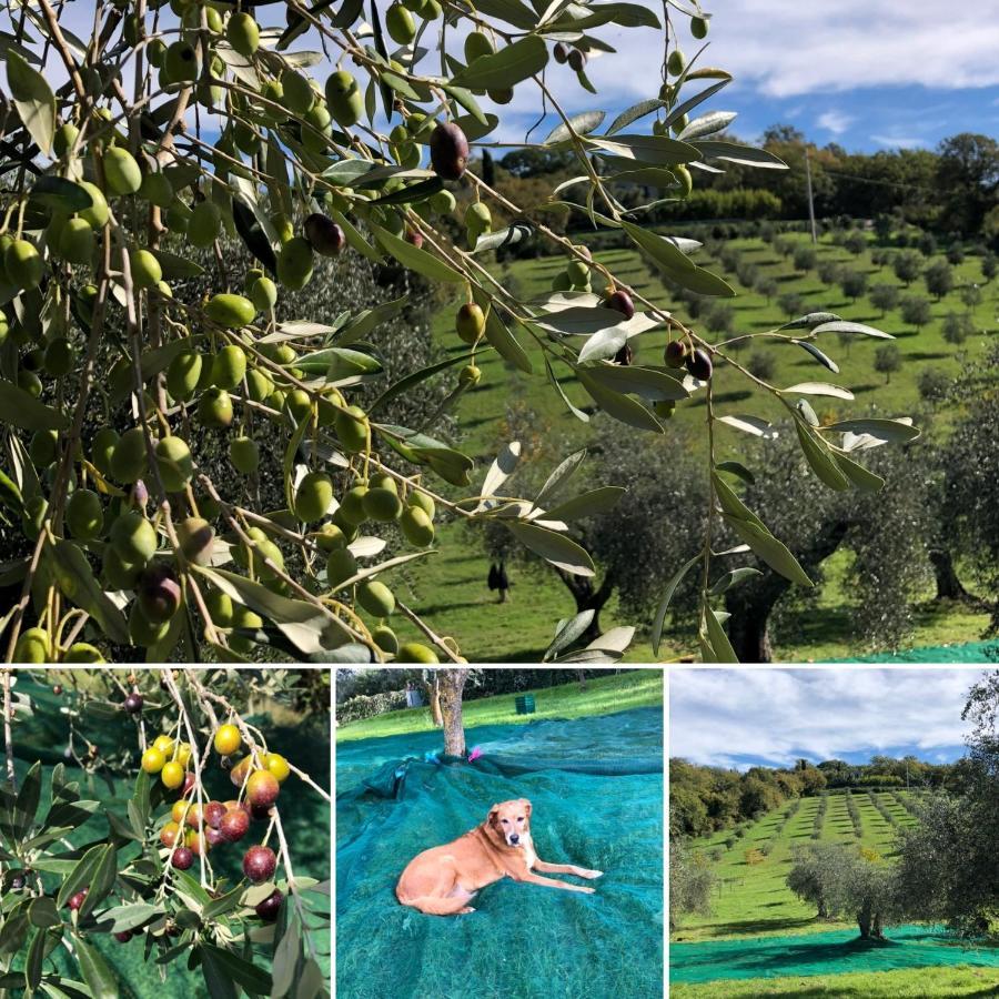 Agriturismo Poggio Del Drago Монтемерано Екстер'єр фото