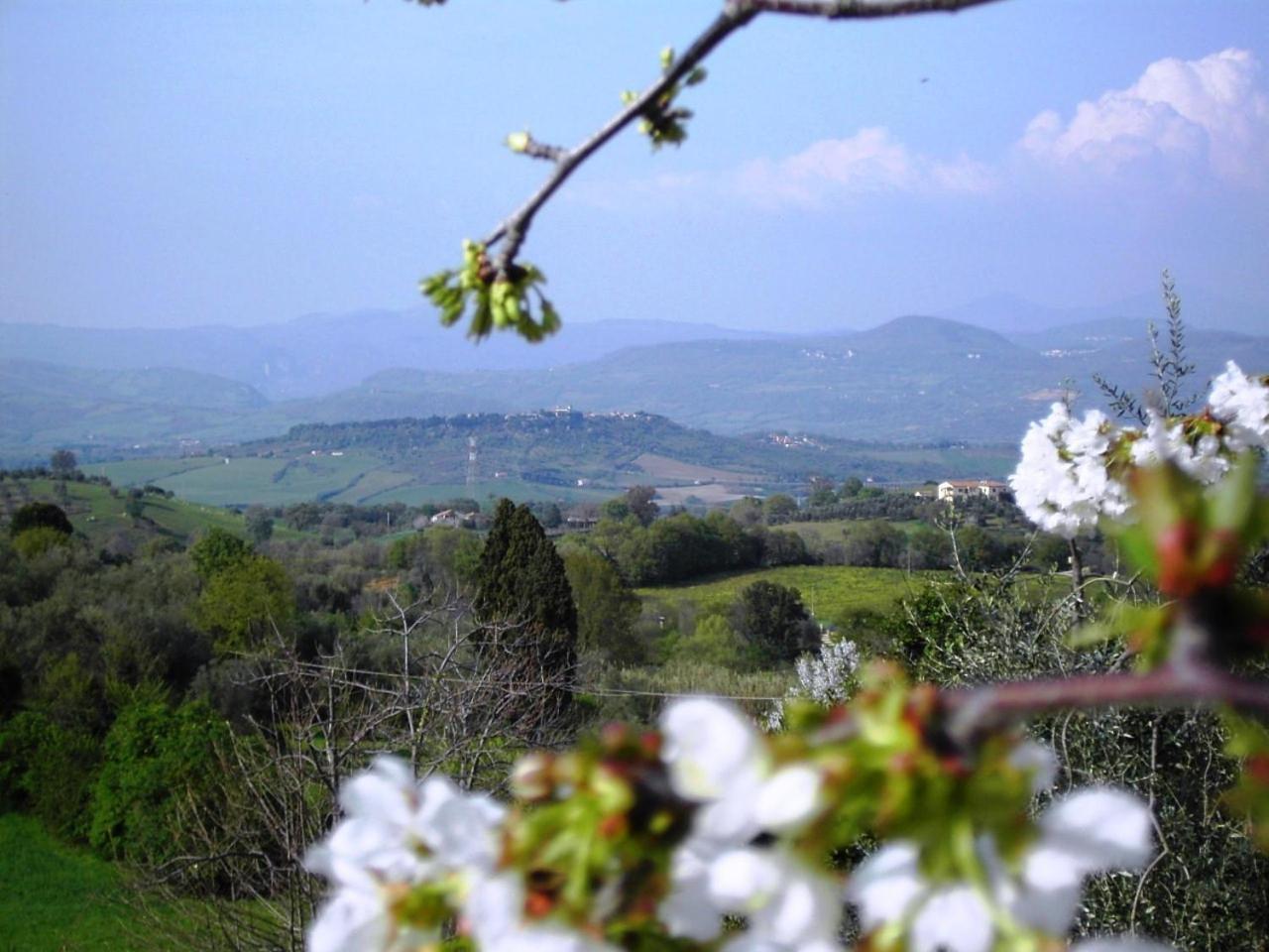 Agriturismo Poggio Del Drago Монтемерано Екстер'єр фото